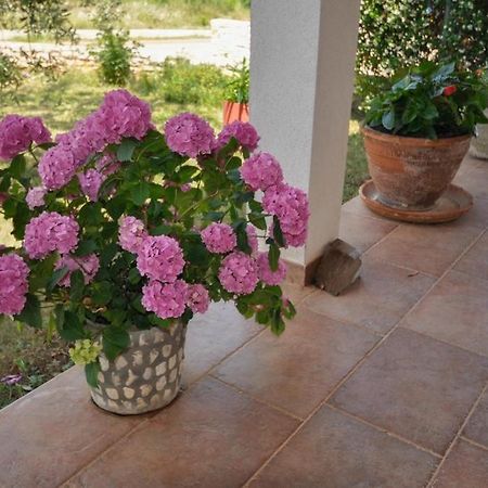 Angela Appartement Novigrad Istria Buitenkant foto