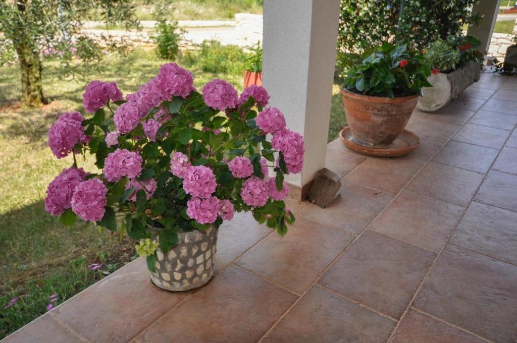 Angela Appartement Novigrad Istria Buitenkant foto